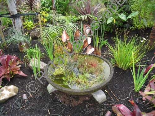 The water feature